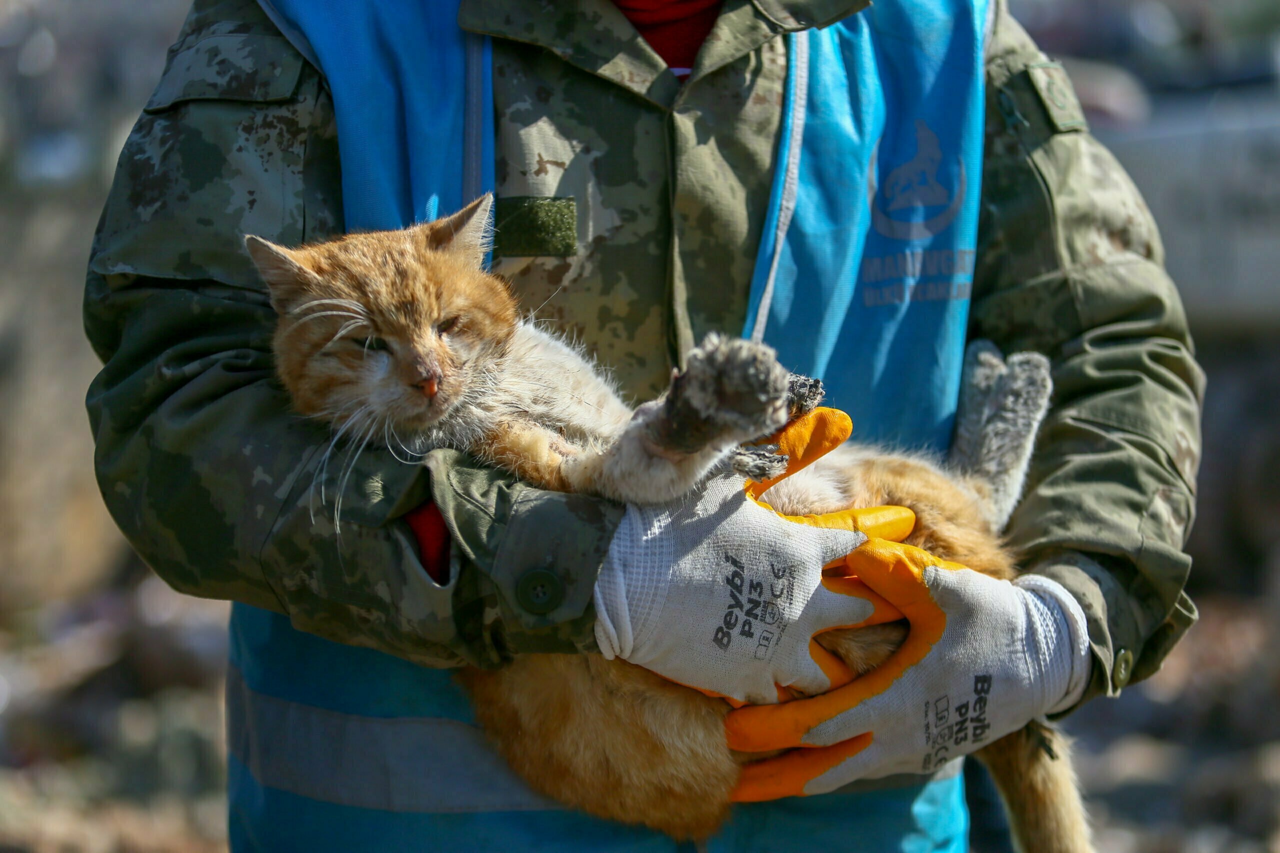 Volunteers saves animal life in earthquake